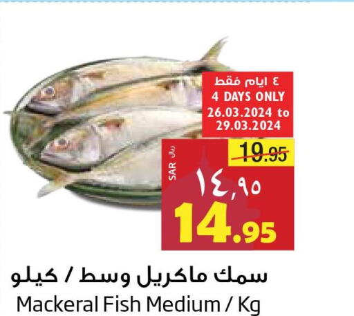  King Fish  in Layan Hyper in KSA, Saudi Arabia, Saudi - Dammam