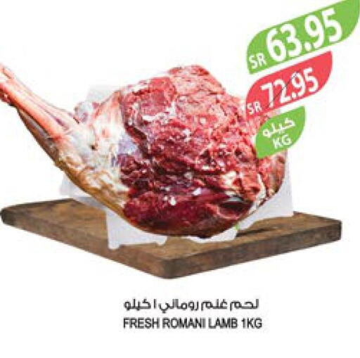  Mutton / Lamb  in Farm  in KSA, Saudi Arabia, Saudi - Arar