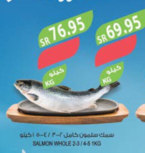  Tuna  in المزرعة in مملكة العربية السعودية, السعودية, سعودية - سكاكا