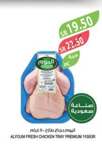 AL YOUM Fresh Chicken  in Farm  in KSA, Saudi Arabia, Saudi - Al Hasa