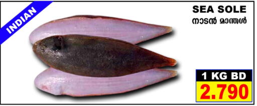  Tuna  in Shada Fish in Bahrain