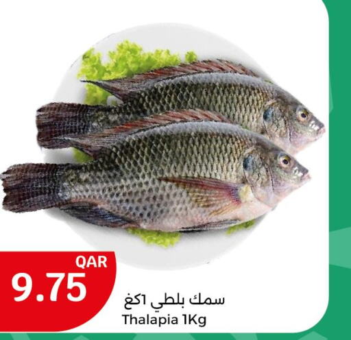  King Fish  in سيتي هايبرماركت in قطر - الوكرة