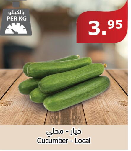  Cucumber  in Al Raya in KSA, Saudi Arabia, Saudi - Al Bahah