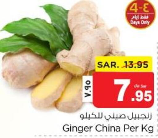  Ginger  in نستو in مملكة العربية السعودية, السعودية, سعودية - المنطقة الشرقية