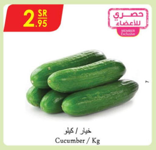  Cucumber  in الدانوب in مملكة العربية السعودية, السعودية, سعودية - الخرج