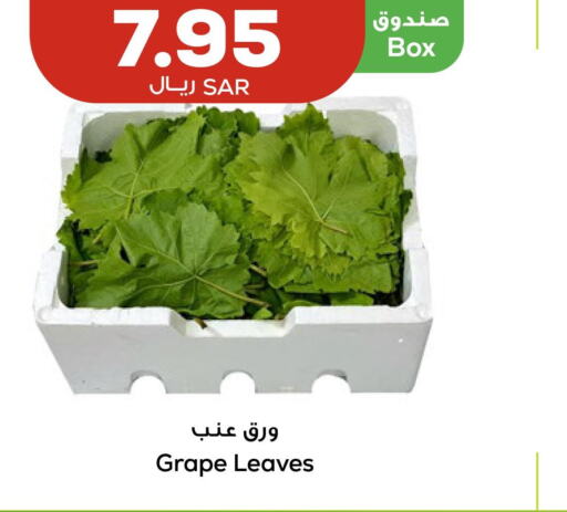  Zucchini  in Astra Markets in KSA, Saudi Arabia, Saudi - Tabuk