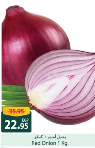  Onion  in Spinneys  in Egypt - Cairo