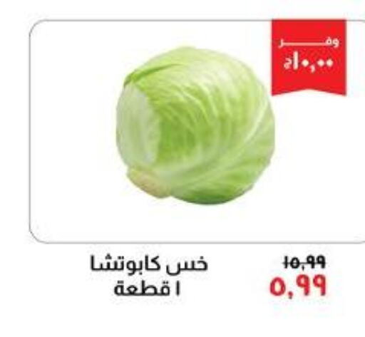  Onion  in Kheir Zaman  in Egypt - Cairo