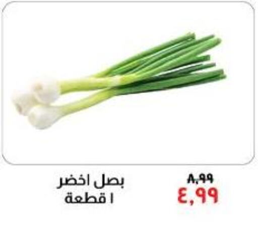  Onion  in خير زمان in Egypt - القاهرة