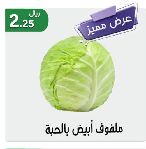  Cabbage  in Jawharat Almajd in KSA, Saudi Arabia, Saudi - Abha