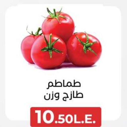  Tomato  in Arafa Market in Egypt - Cairo