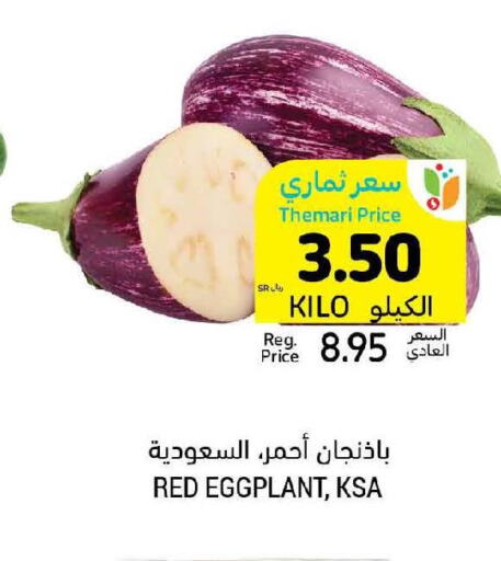  Cucumber  in أسواق التميمي in مملكة العربية السعودية, السعودية, سعودية - أبها
