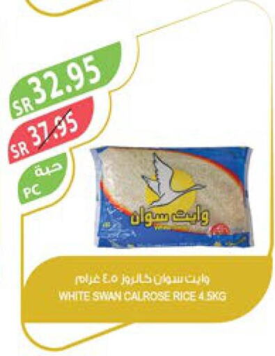  Egyptian / Calrose Rice  in Farm  in KSA, Saudi Arabia, Saudi - Najran