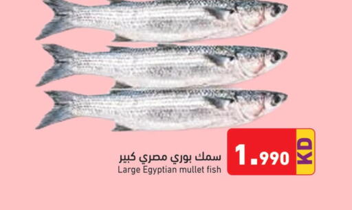  Tuna  in Ramez in Kuwait - Ahmadi Governorate