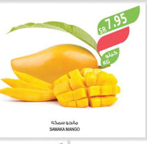 Mango   in Farm  in KSA, Saudi Arabia, Saudi - Jazan