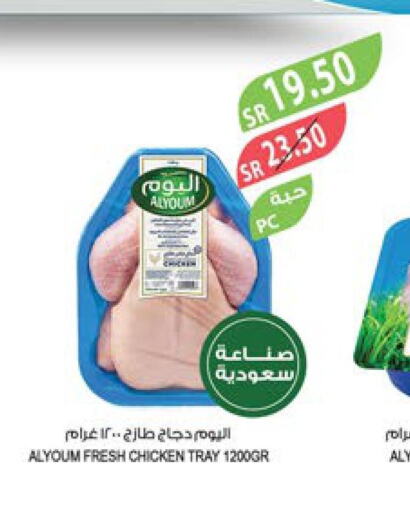 AL YOUM Fresh Chicken  in Farm  in KSA, Saudi Arabia, Saudi - Tabuk