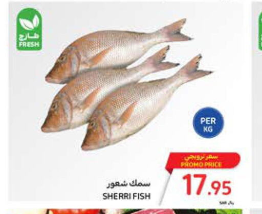  King Fish  in كارفور in مملكة العربية السعودية, السعودية, سعودية - الرياض