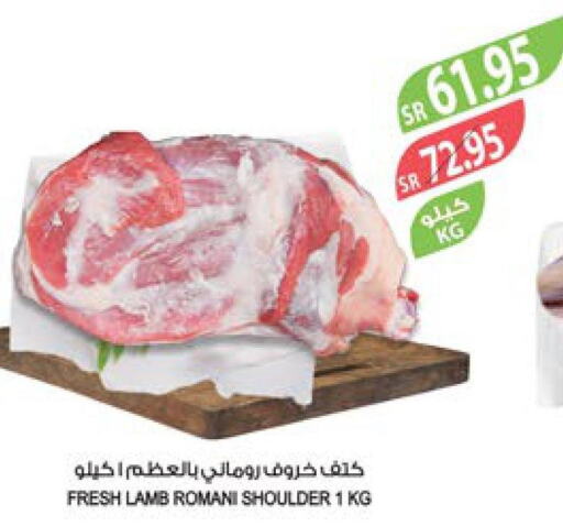  Mutton / Lamb  in Farm  in KSA, Saudi Arabia, Saudi - Arar