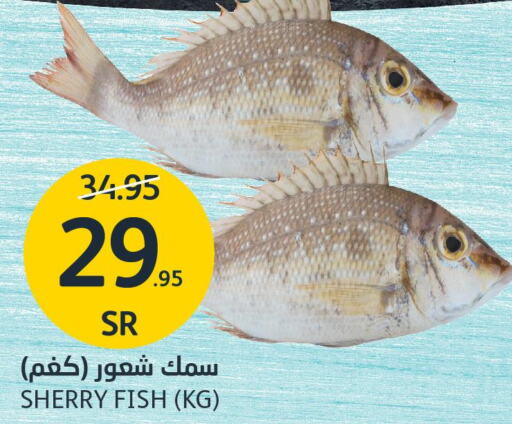  King Fish  in AlJazera Shopping Center in KSA, Saudi Arabia, Saudi - Riyadh