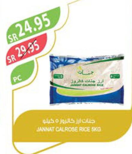  Egyptian / Calrose Rice  in Farm  in KSA, Saudi Arabia, Saudi - Arar