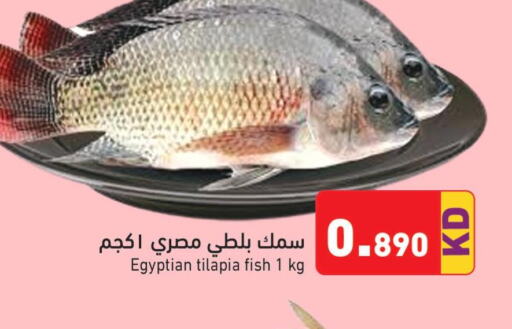  Tuna  in Ramez in Kuwait - Ahmadi Governorate