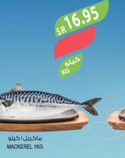  Tuna  in Farm  in KSA, Saudi Arabia, Saudi - Sakaka