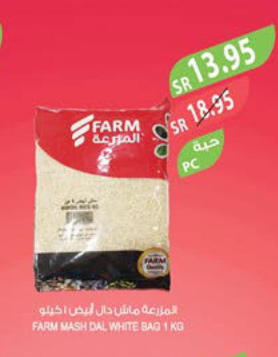  Basmati Rice  in Farm  in KSA, Saudi Arabia, Saudi - Tabuk