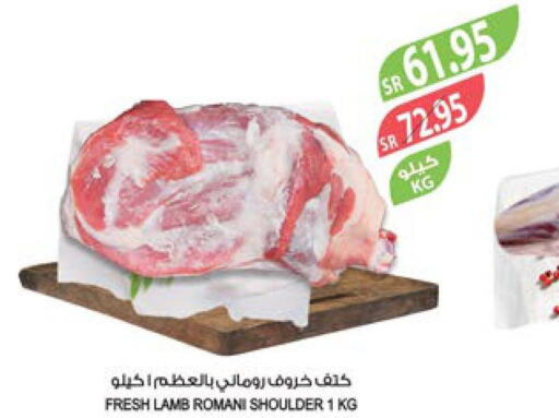  Mutton / Lamb  in Farm  in KSA, Saudi Arabia, Saudi - Najran
