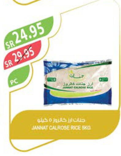  Egyptian / Calrose Rice  in Farm  in KSA, Saudi Arabia, Saudi - Tabuk
