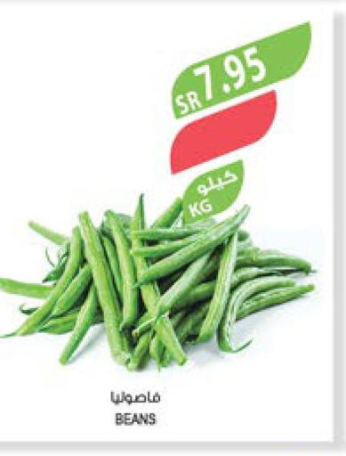  Beans  in Farm  in KSA, Saudi Arabia, Saudi - Al Khobar