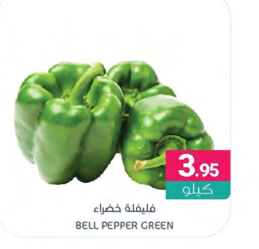  Chilli / Capsicum  in Muntazah Markets in KSA, Saudi Arabia, Saudi - Qatif