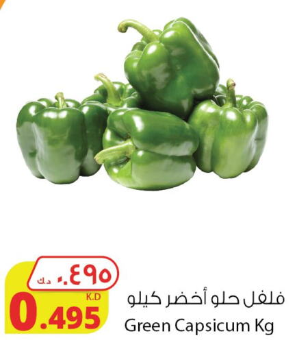  Chilli / Capsicum  in شركة المنتجات الزراعية الغذائية in الكويت - مدينة الكويت