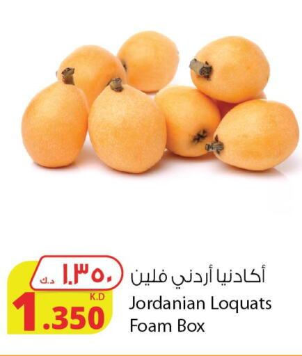  Zucchini  in شركة المنتجات الزراعية الغذائية in الكويت - محافظة الجهراء