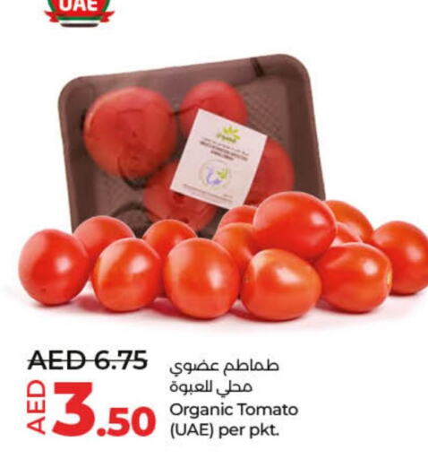  Tomato  in لولو هايبرماركت in الإمارات العربية المتحدة , الامارات - ٱلْفُجَيْرَة‎