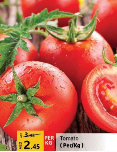 Tomato  in الحوت  in الإمارات العربية المتحدة , الامارات - الشارقة / عجمان