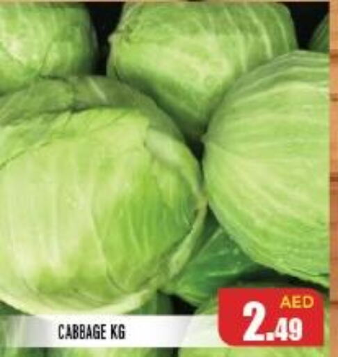  Cabbage  in سنابل بني ياس in الإمارات العربية المتحدة , الامارات - أم القيوين‎