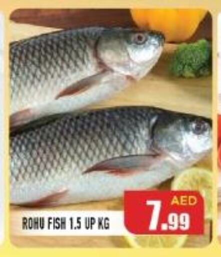  Tuna  in Baniyas Spike  in UAE - Umm al Quwain