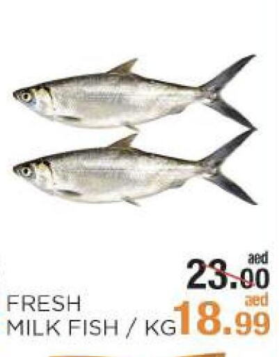  King Fish  in Rishees Hypermarket in UAE - Abu Dhabi