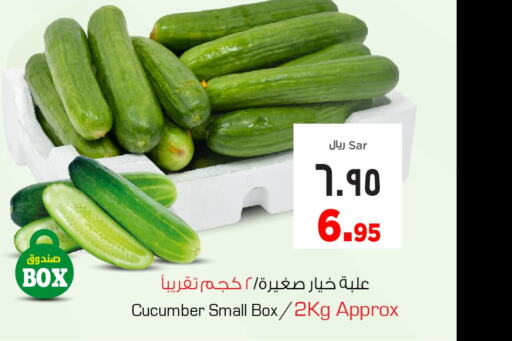  Cucumber  in Nesto in KSA, Saudi Arabia, Saudi - Al Hasa