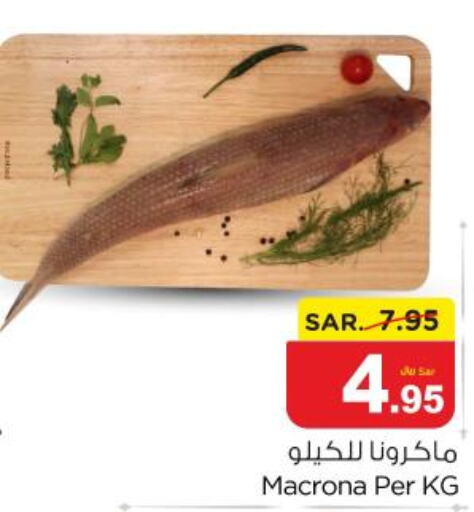  King Fish  in Nesto in KSA, Saudi Arabia, Saudi - Al Majmaah
