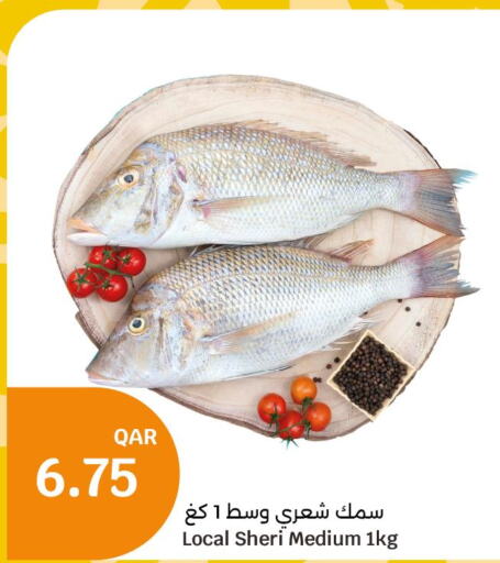  King Fish  in سيتي هايبرماركت in قطر - الخور