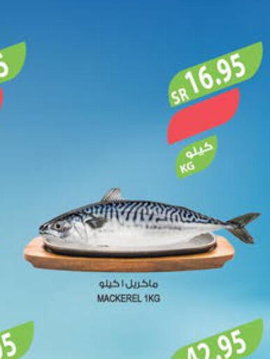  Tuna  in المزرعة in مملكة العربية السعودية, السعودية, سعودية - القطيف‎