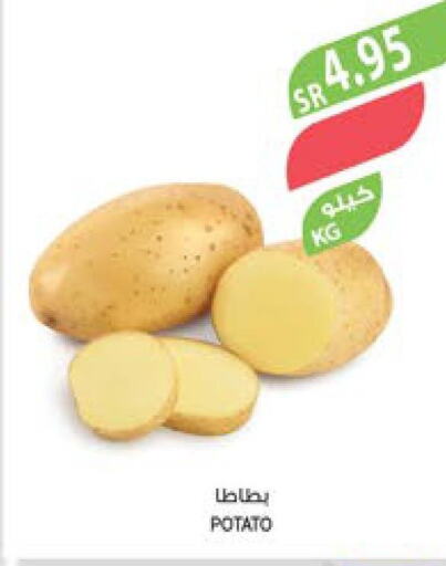  Potato  in Farm  in KSA, Saudi Arabia, Saudi - Abha