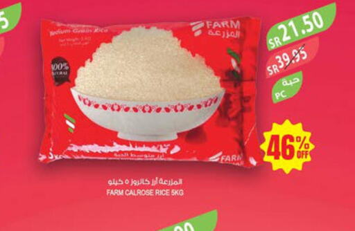  Egyptian / Calrose Rice  in Farm  in KSA, Saudi Arabia, Saudi - Jubail