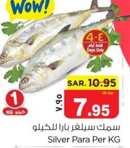  Tuna  in Nesto in KSA, Saudi Arabia, Saudi - Dammam