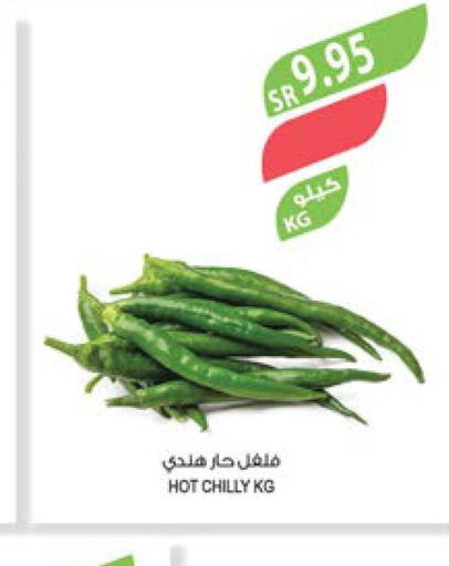  Chilli / Capsicum  in Farm  in KSA, Saudi Arabia, Saudi - Al-Kharj