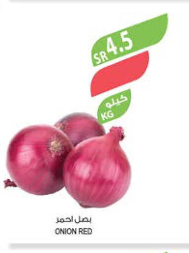  Onion  in Farm  in KSA, Saudi Arabia, Saudi - Qatif