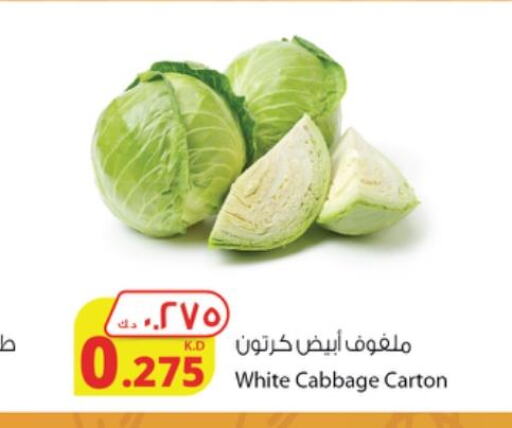  Cabbage  in شركة المنتجات الزراعية الغذائية in الكويت - مدينة الكويت