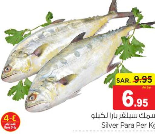  Tuna  in Nesto in KSA, Saudi Arabia, Saudi - Dammam