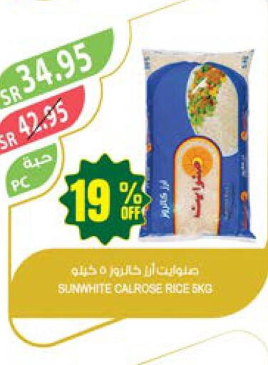  Egyptian / Calrose Rice  in Farm  in KSA, Saudi Arabia, Saudi - Khafji